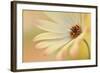 Soft Touch II-Heidi Westum-Framed Photographic Print