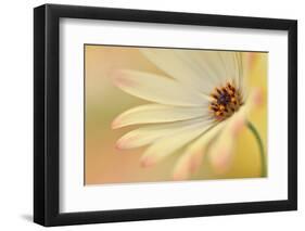 Soft Touch II-Heidi Westum-Framed Photographic Print