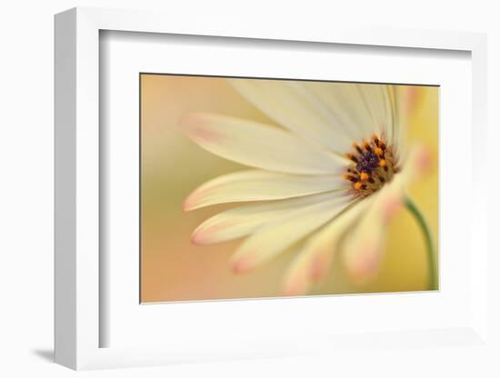 Soft Touch II-Heidi Westum-Framed Photographic Print