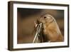 Soft Touch-Susann Parker-Framed Premium Photographic Print