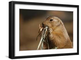 Soft Touch-Susann Parker-Framed Premium Photographic Print