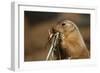 Soft Touch-Susann Parker-Framed Premium Photographic Print