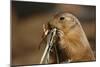 Soft Touch-Susann Parker-Mounted Premium Photographic Print