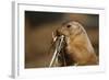 Soft Touch-Susann Parker-Framed Photographic Print