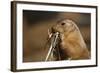 Soft Touch-Susann Parker-Framed Photographic Print