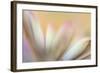 Soft Touch-Heidi Westum-Framed Photographic Print