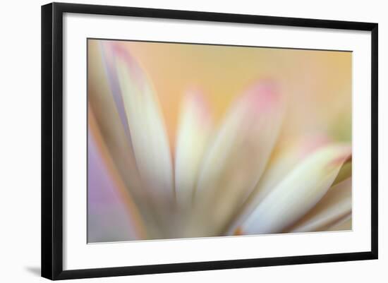 Soft Touch-Heidi Westum-Framed Photographic Print