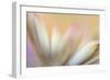 Soft Touch-Heidi Westum-Framed Photographic Print