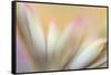 Soft Touch-Heidi Westum-Framed Stretched Canvas