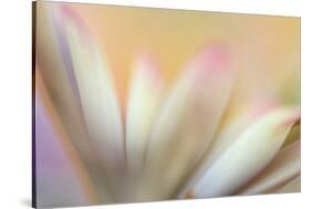 Soft Touch-Heidi Westum-Stretched Canvas