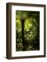 Soft tree-fern (Dicksonia antarctica), Great Otway National Park, Victoria, Australia, Pacific-Richard Nebesky-Framed Photographic Print