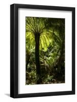 Soft tree-fern (Dicksonia antarctica), Great Otway National Park, Victoria, Australia, Pacific-Richard Nebesky-Framed Photographic Print