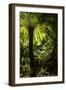 Soft tree-fern (Dicksonia antarctica), Great Otway National Park, Victoria, Australia, Pacific-Richard Nebesky-Framed Photographic Print