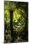 Soft tree-fern (Dicksonia antarctica), Great Otway National Park, Victoria, Australia, Pacific-Richard Nebesky-Mounted Photographic Print