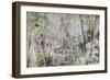 Soft Treescape-Alexys Henry-Framed Giclee Print