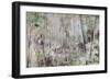 Soft Treescape-Alexys Henry-Framed Giclee Print