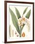 Soft Tropical I-null-Framed Art Print