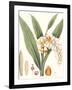 Soft Tropical I-null-Framed Art Print