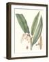 Soft Tropical II-null-Framed Art Print