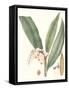 Soft Tropical II-null-Framed Stretched Canvas