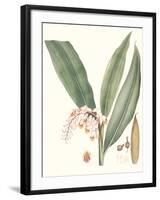 Soft Tropical II-null-Framed Art Print