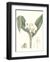 Soft Tropical V-null-Framed Art Print