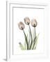 Soft Tulip Portrait 2-Albert Koetsier-Framed Premium Giclee Print