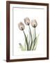 Soft Tulip Portrait 2-Albert Koetsier-Framed Premium Giclee Print