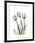 Soft Tulip Portrait 2-Albert Koetsier-Framed Premium Giclee Print