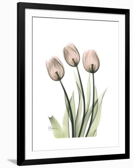 Soft Tulip Portrait 2-Albert Koetsier-Framed Premium Giclee Print