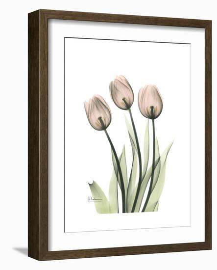 Soft Tulip Portrait 2-Albert Koetsier-Framed Premium Giclee Print