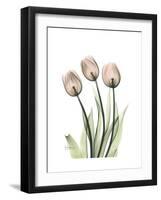 Soft Tulip Portrait 2-Albert Koetsier-Framed Premium Giclee Print