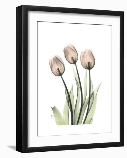 Soft Tulip Portrait 2-Albert Koetsier-Framed Premium Giclee Print