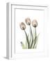 Soft Tulip Portrait 2-Albert Koetsier-Framed Premium Giclee Print