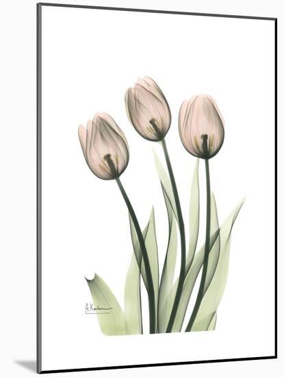 Soft Tulip Portrait 2-Albert Koetsier-Mounted Premium Giclee Print