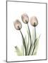 Soft Tulip Portrait 2-Albert Koetsier-Mounted Premium Giclee Print