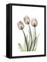 Soft Tulip Portrait 2-Albert Koetsier-Framed Stretched Canvas