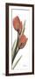 Soft Tulip-Albert Koetsier-Framed Art Print