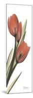 Soft Tulip-Albert Koetsier-Mounted Art Print