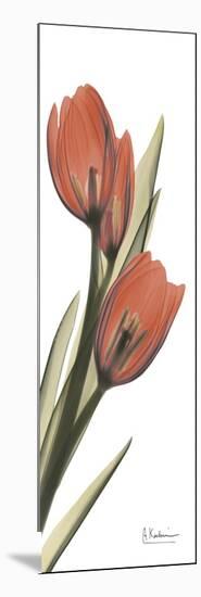 Soft Tulip-Albert Koetsier-Mounted Art Print