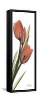 Soft Tulip-Albert Koetsier-Framed Stretched Canvas