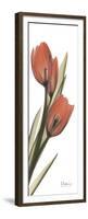 Soft Tulip-Albert Koetsier-Framed Premium Giclee Print
