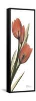 Soft Tulip-Albert Koetsier-Framed Stretched Canvas