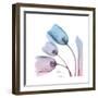 Soft Tulips Rose Serenity-Albert Koetsier-Framed Art Print