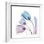 Soft Tulips Rose Serenity-Albert Koetsier-Framed Art Print