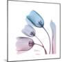 Soft Tulips Rose Serenity-Albert Koetsier-Mounted Art Print