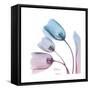 Soft Tulips Rose Serenity-Albert Koetsier-Framed Stretched Canvas