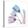 Soft Tulips Rose Serenity-Albert Koetsier-Stretched Canvas