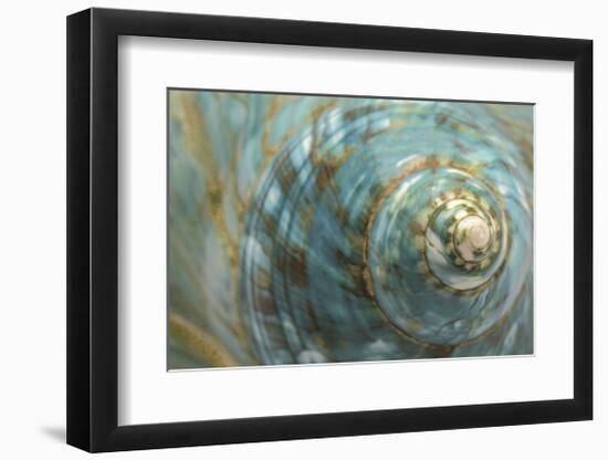 Soft Turbo Shell-Sparx Studio-Framed Giclee Print