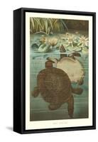 Soft Turtles-null-Framed Stretched Canvas